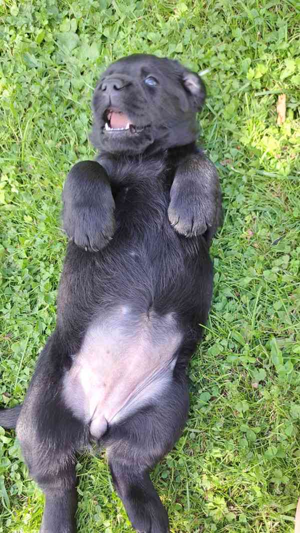 Labradorský retrívr s PP - foto 2