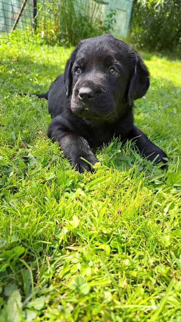 Labradorský retrívr s PP - foto 3