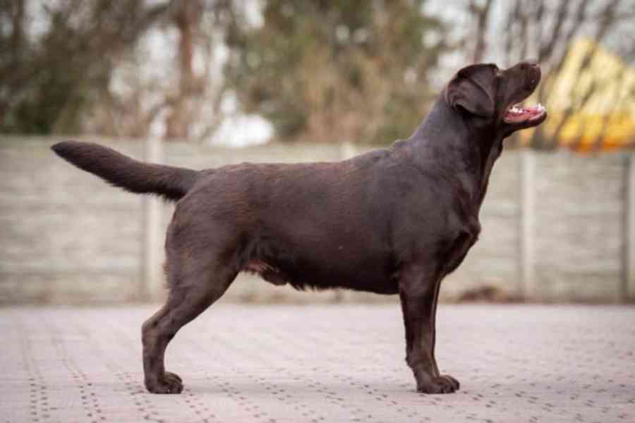 Labradorský retrívr s PP - foto 11