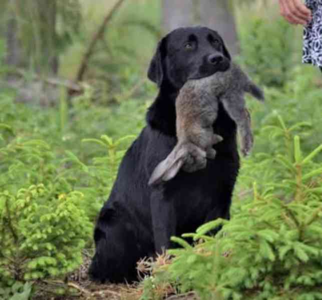Labradorský retrívr s PP - foto 10