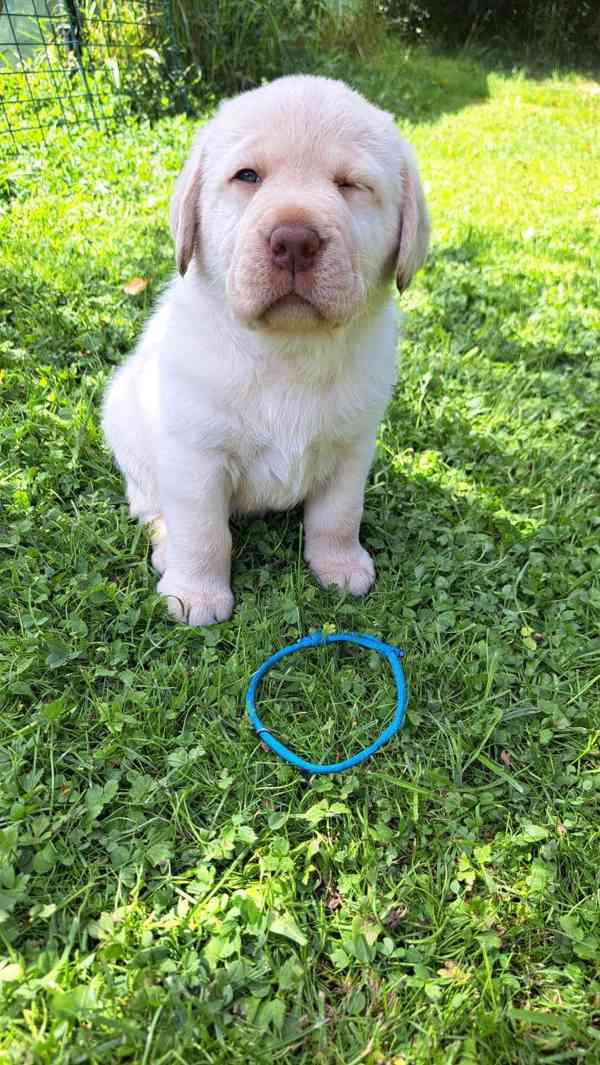 Labradorský retrívr s PP - foto 6