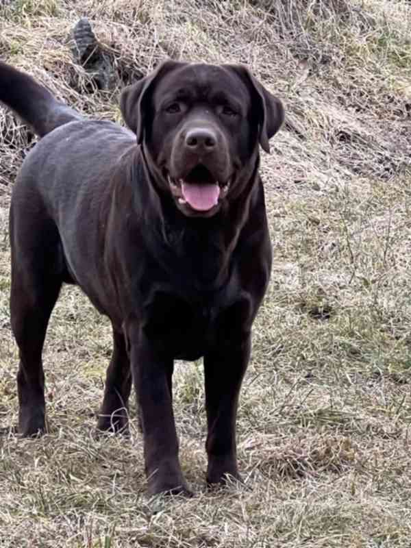Labradorský retrívr s PP - foto 13