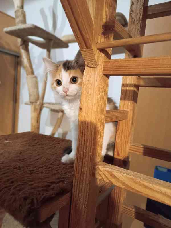 Tříbarevná kráska Lucinka je 4měsíční kočičí slečna. - foto 2