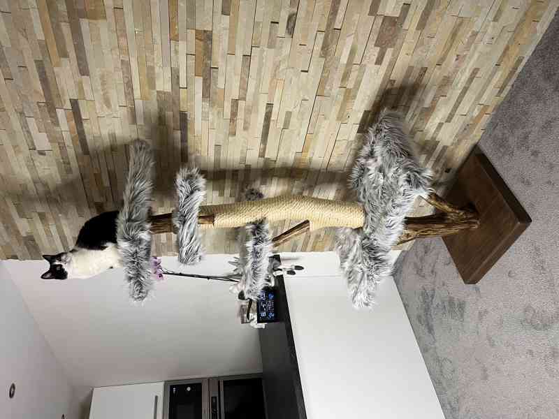 Kočičí stromy  - foto 2