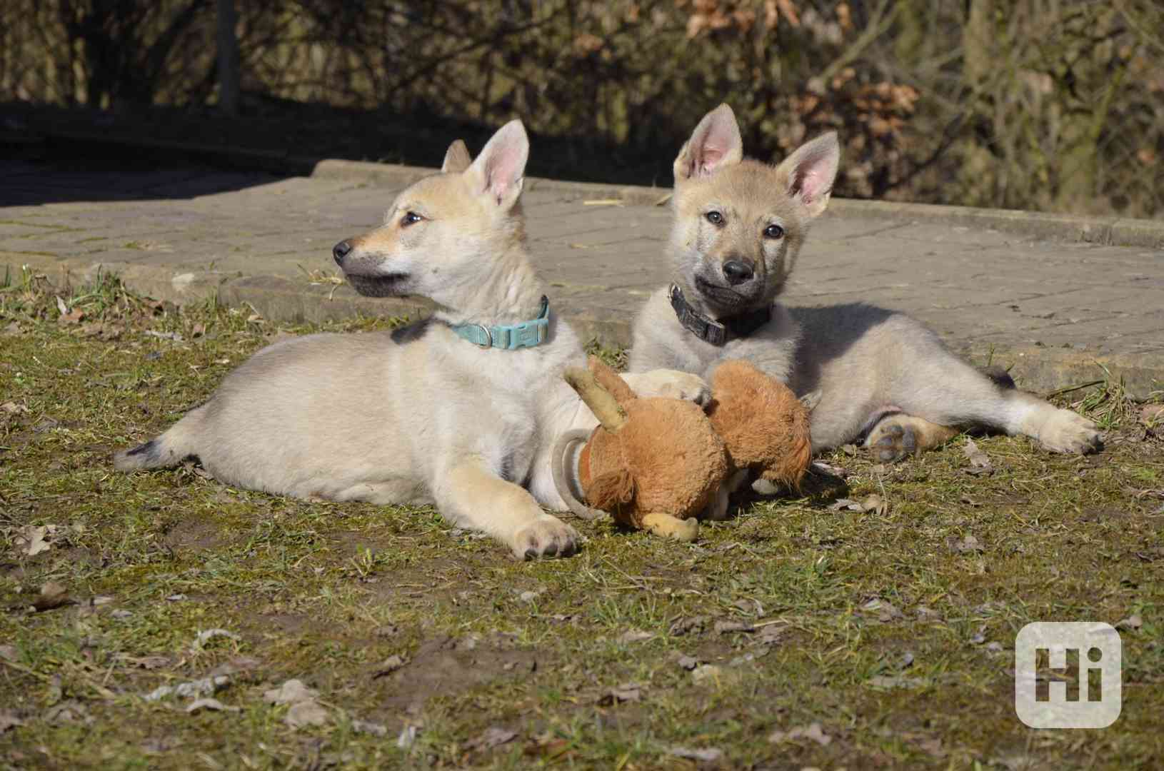 Československý vlčák s PP - foto 1