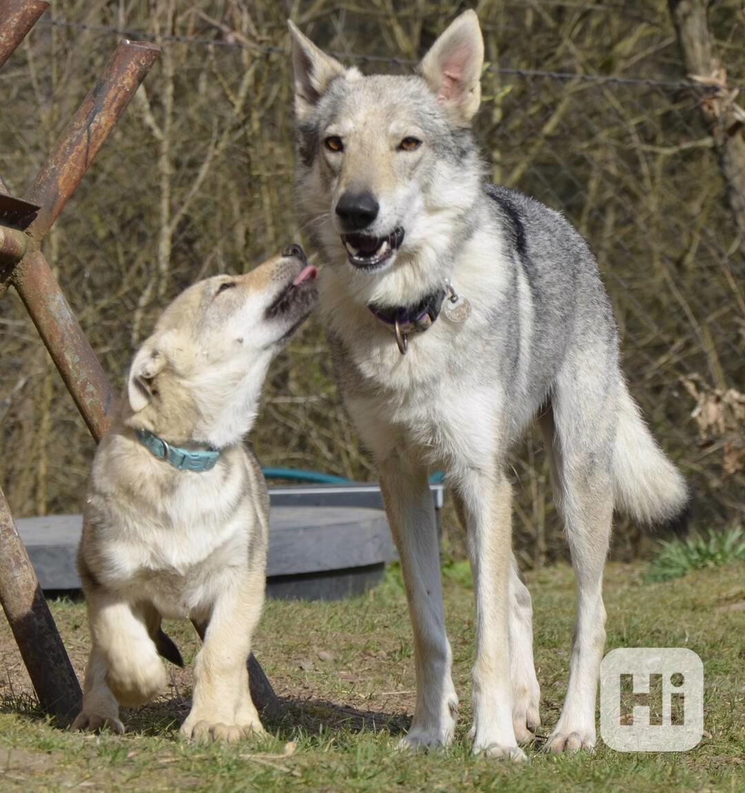 Československý vlčák s PP - pejsek - foto 1