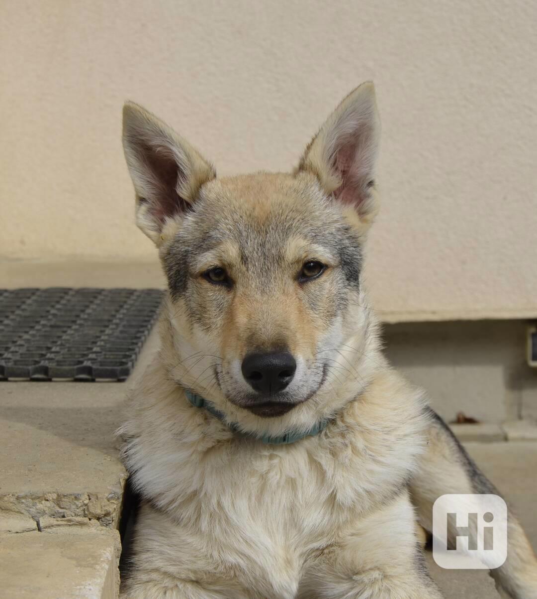 Československý vlčák s PP - pejsek - foto 1