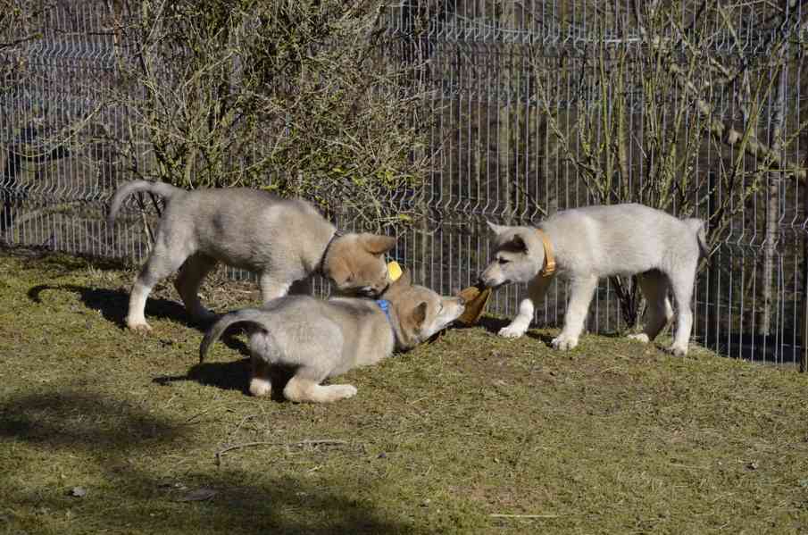 Československý vlčák s PP - foto 2