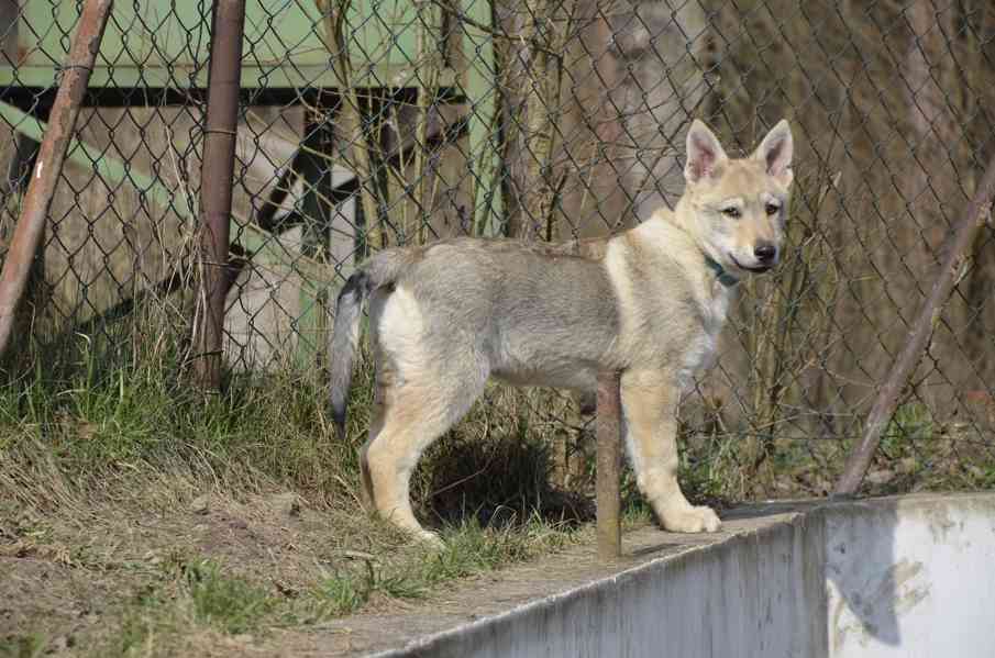 Československý vlčák s PP - pejsek - foto 4