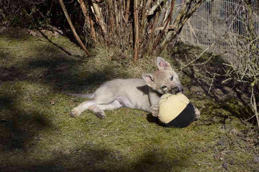 Československý vlčák s PP - foto 3