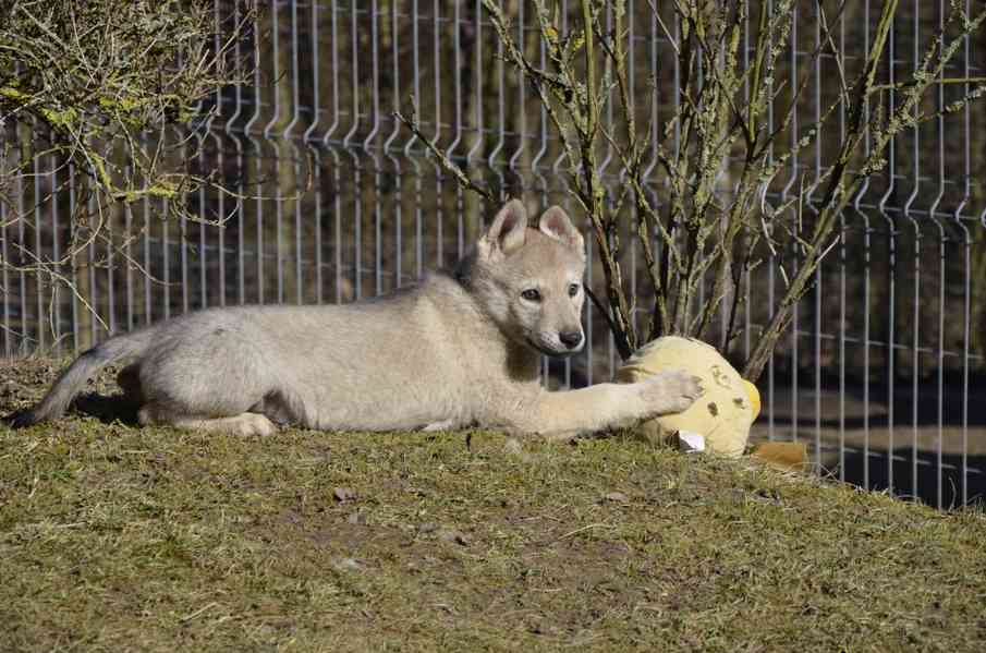 Československý vlčák s PP - foto 6