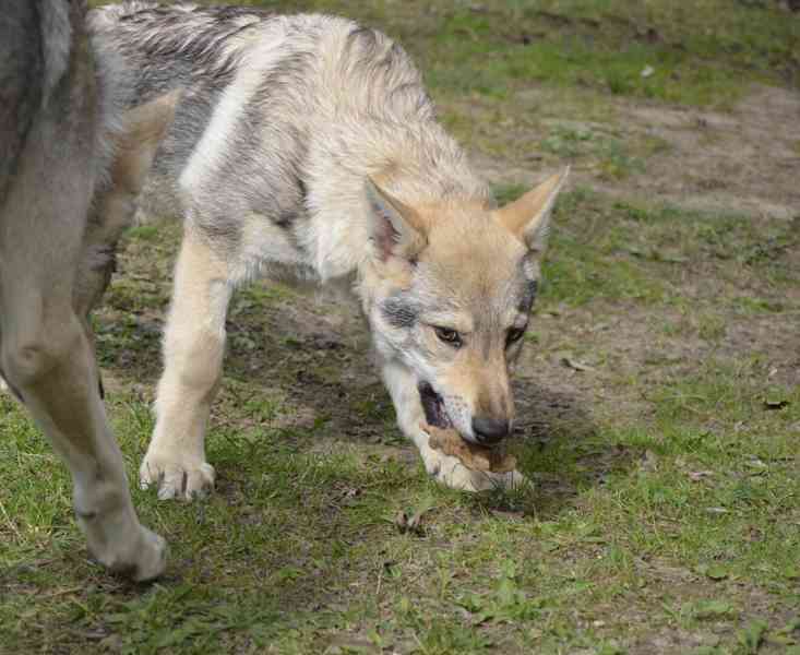 Československý vlčák s PP - pejsek - foto 4