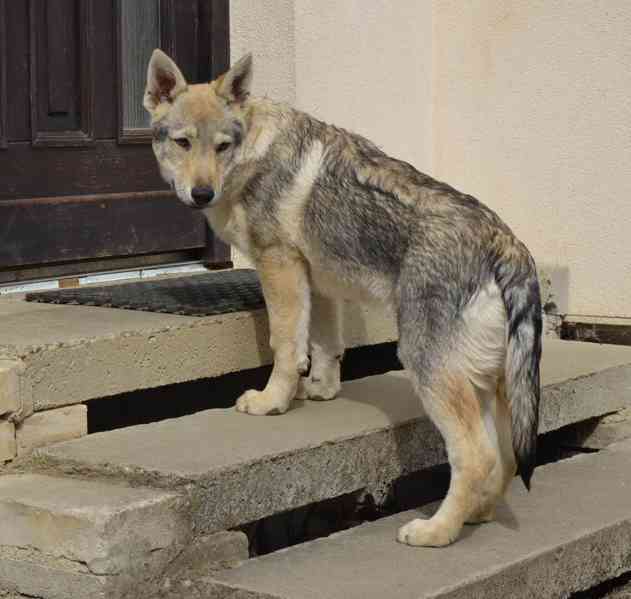 Československý vlčák s PP - pejsek - foto 5