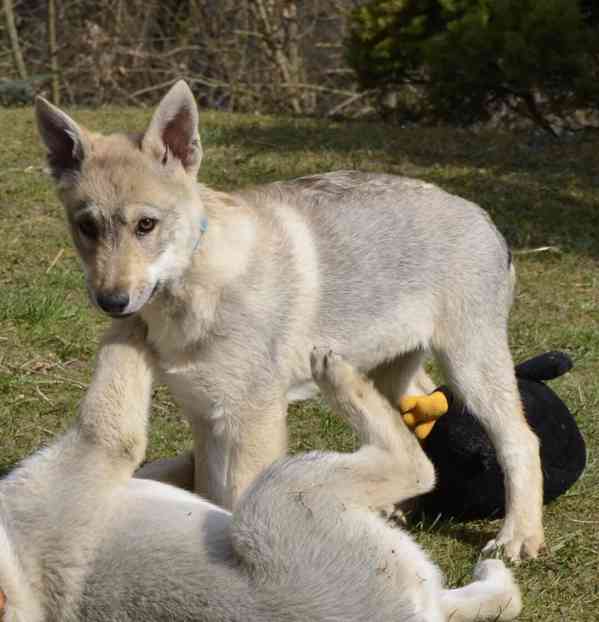 Československý vlčák s PP - pejsek - foto 3