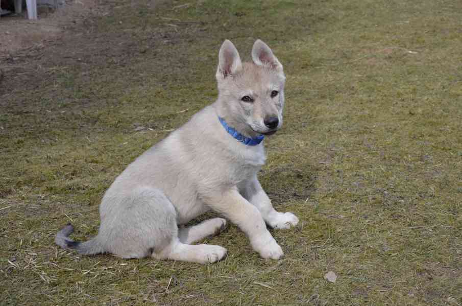 Československý vlčák s PP - pejsci - foto 9