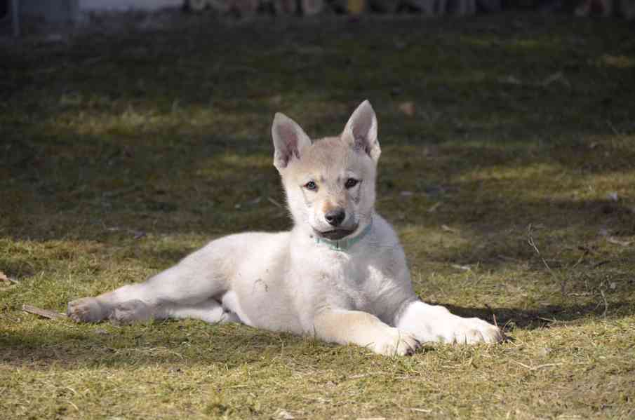 Československý vlčák s PP - foto 4