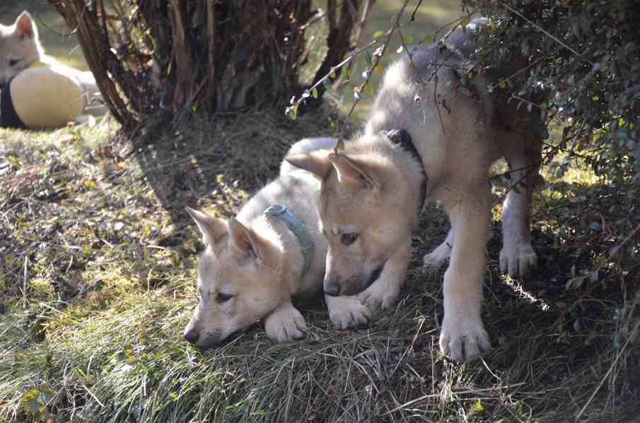 Československý vlčák s PP - foto 5