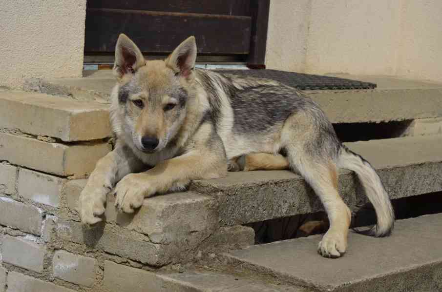 Československý vlčák s PP - pejsek - foto 6