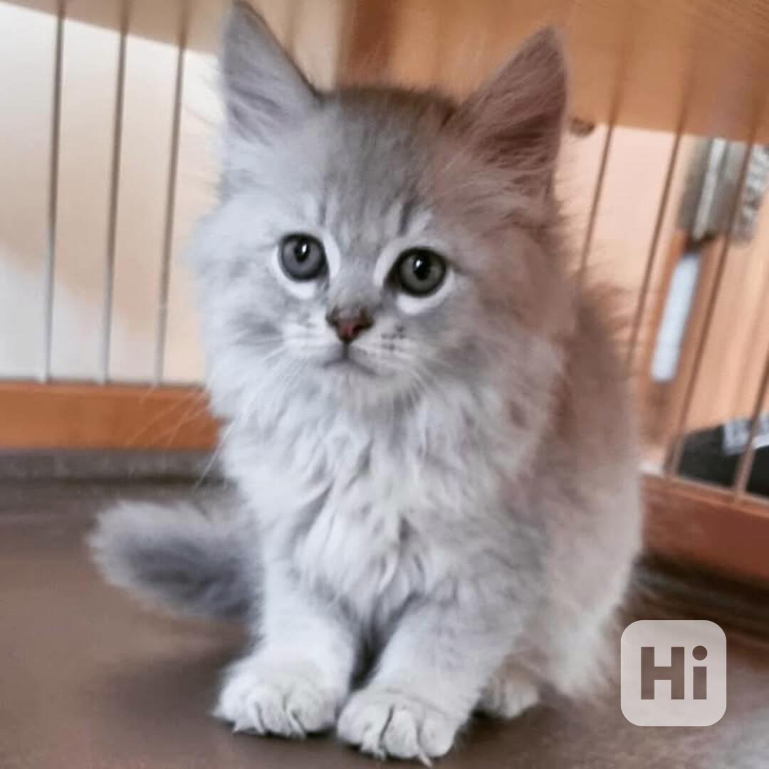 Mazlivé, modrooké kotě ragdoll! - foto 1
