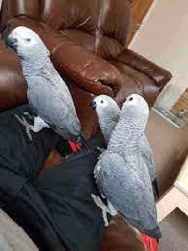 Papoušci afričtí šedí k dispozici. - foto 1