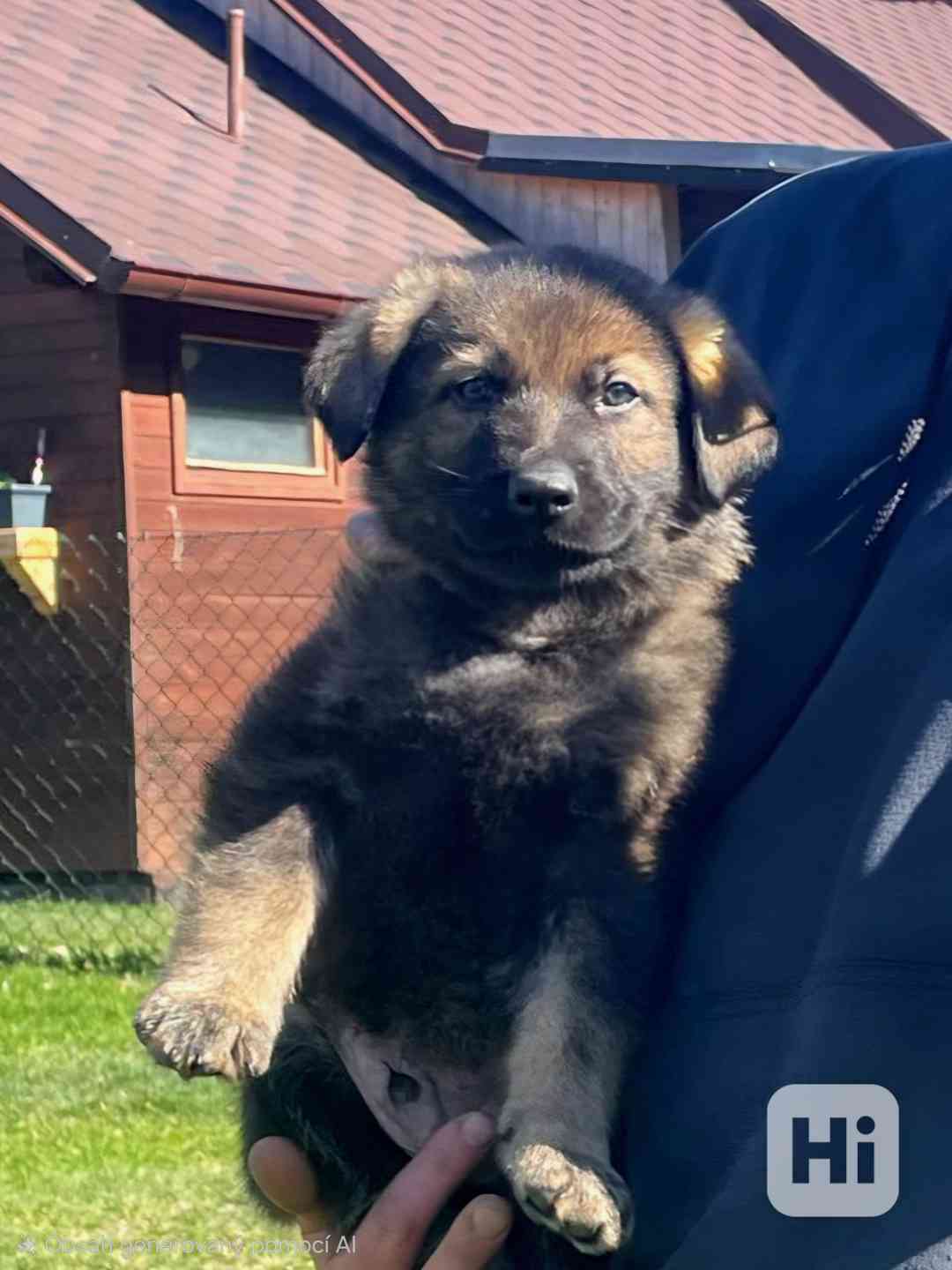 Německý ovčák - štěňata s PP - foto 1