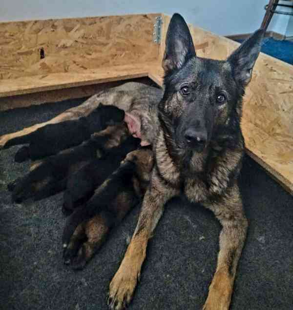 Německý ovčák - štěňata s PP - foto 4