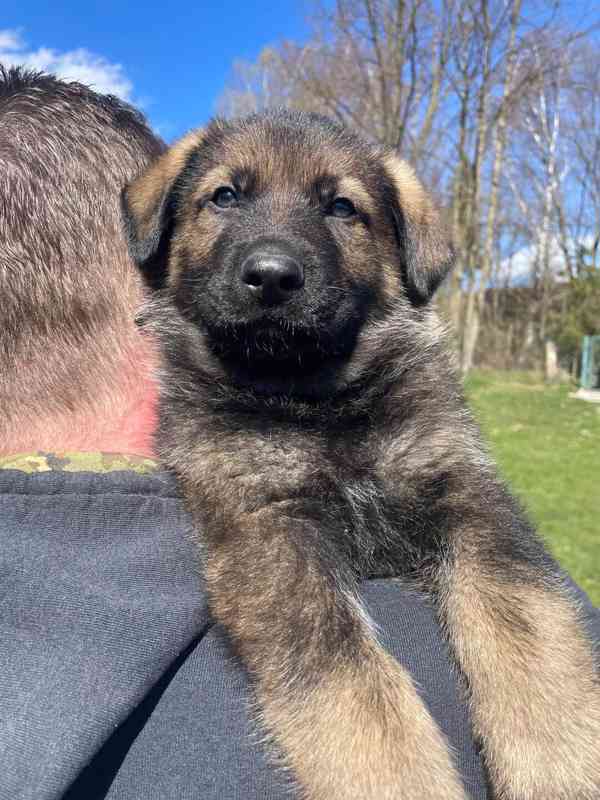 Německý ovčák - štěňata s PP - foto 2