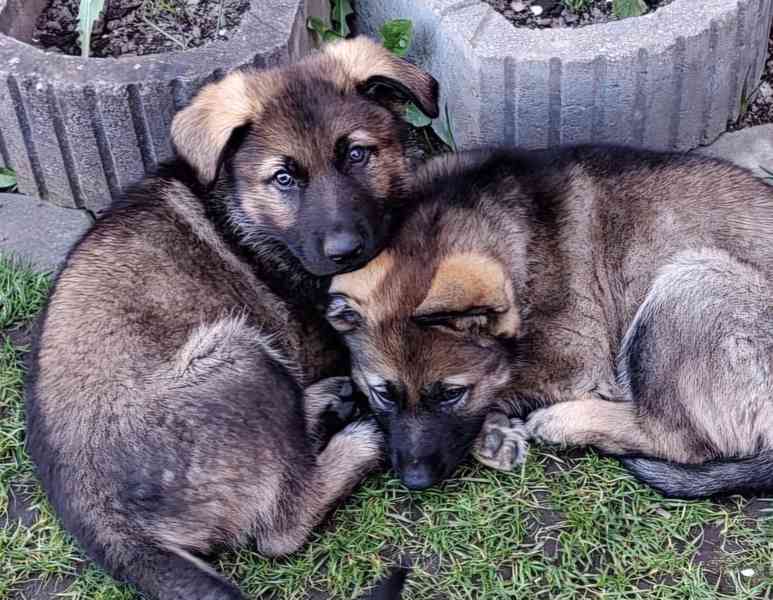 Německý ovčák - štěňata s PP