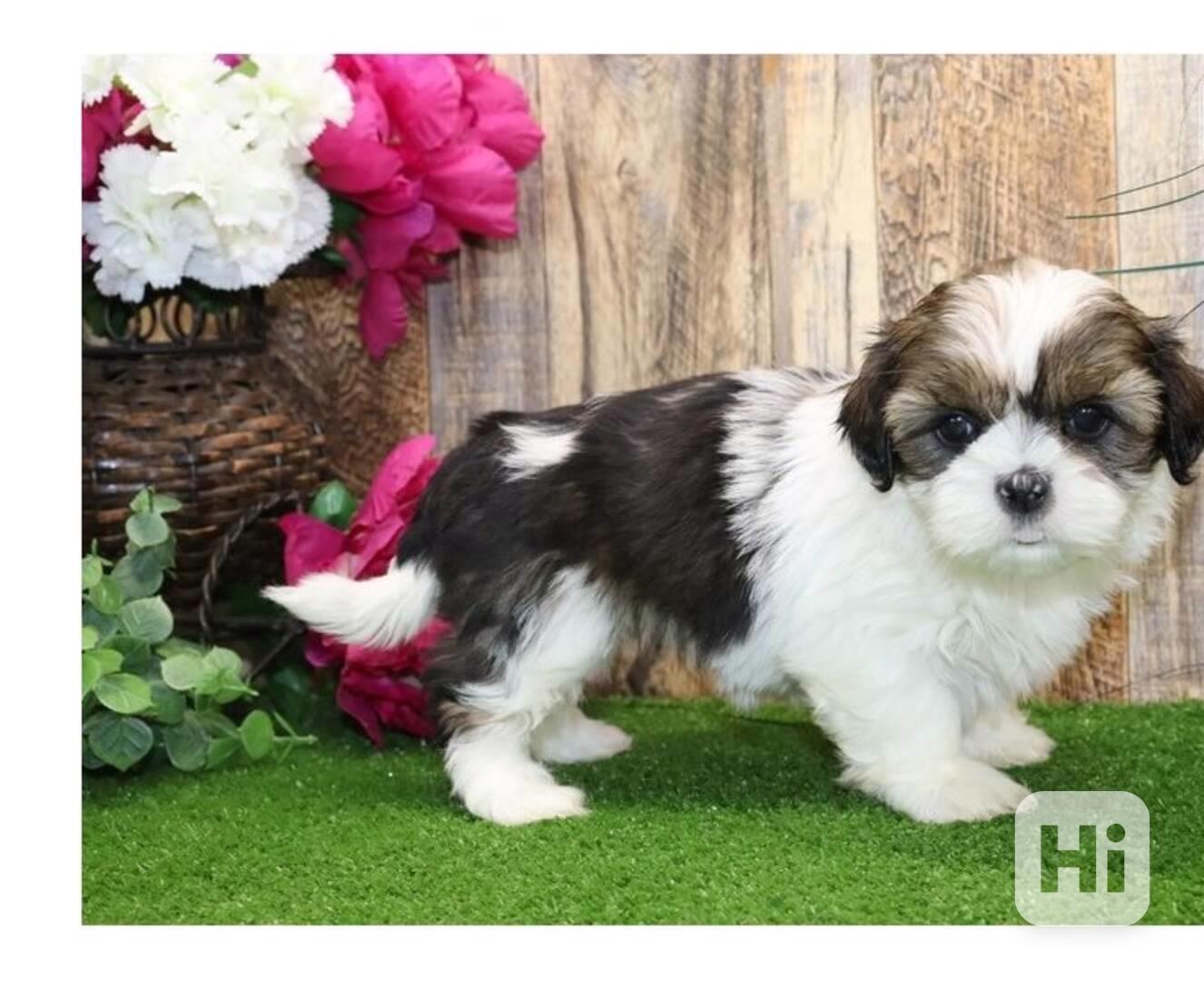 Krásná štěňátka Shih Tzu k bezplatné adopci - foto 1