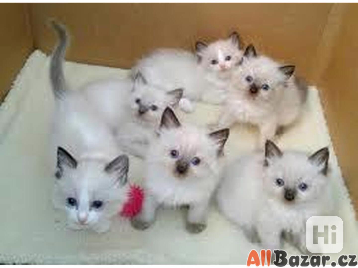 Roztomilá a okouzlující koťátka ragdoll - foto 1