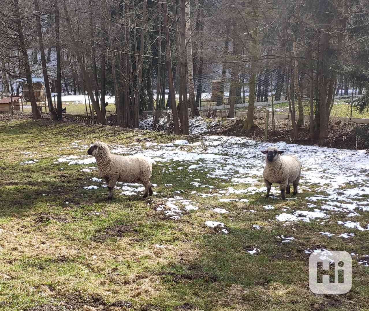 plemeneho berana - foto 1