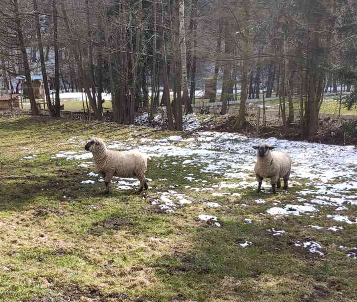 plemeneho berana - foto 1