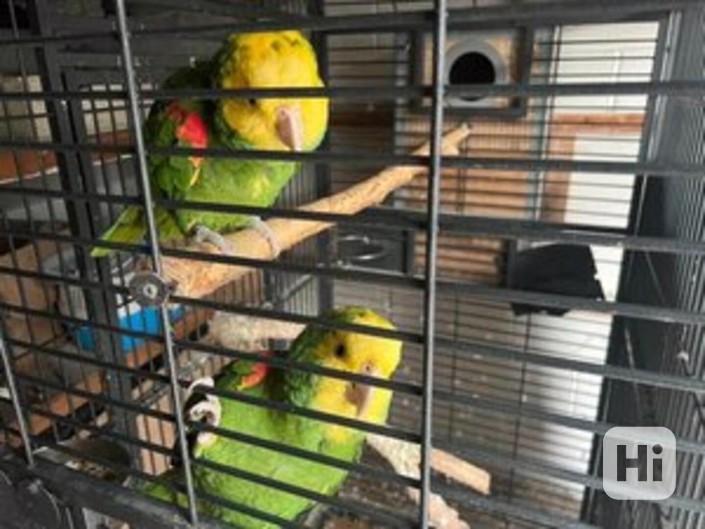 Krásní amazonští papoušci k dispozici - foto 1