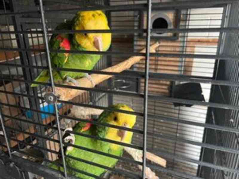 Krásní amazonští papoušci k dispozici