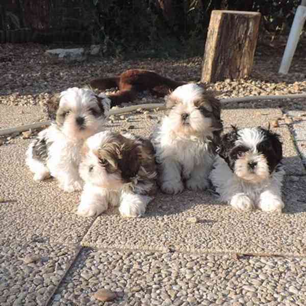 SHIH TZU Tricolor !!! / / - foto 1