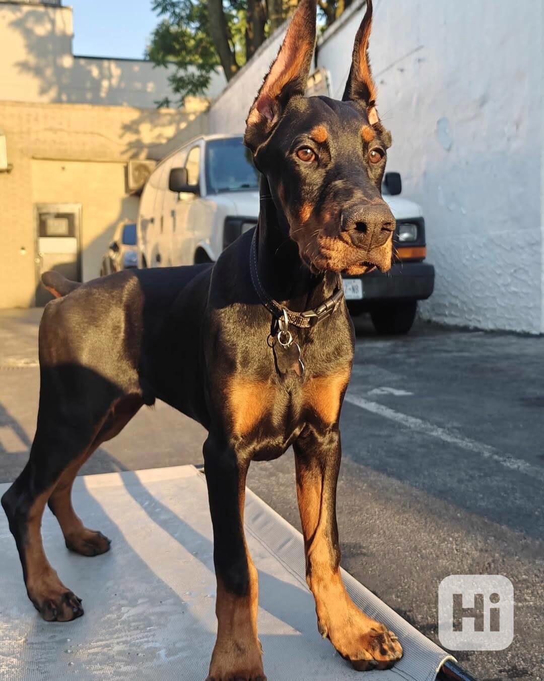 Adoptujte si ho, prosím - foto 1