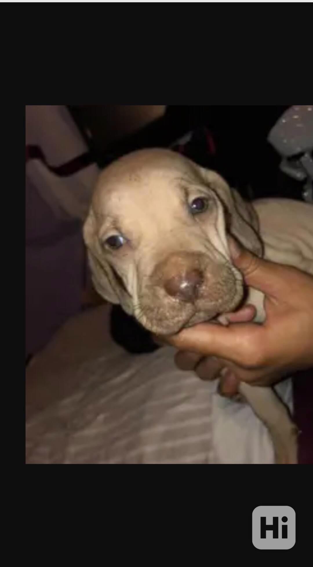 Štěňata Maďarsko ohaře  - foto 1