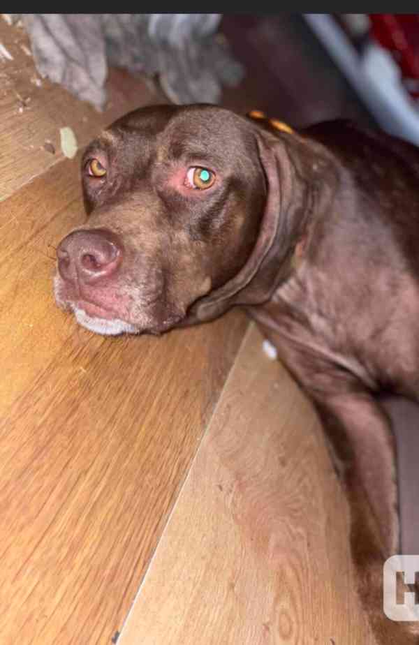 Štěňata Maďarsko ohaře  - foto 5