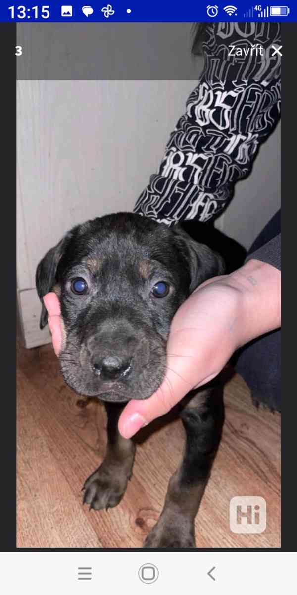 Štěňata Maďarsko ohaře  - foto 3