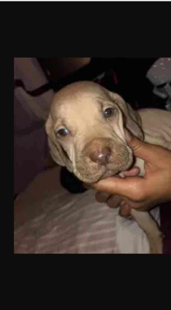 Štěňata Maďarsko ohaře  - foto 1