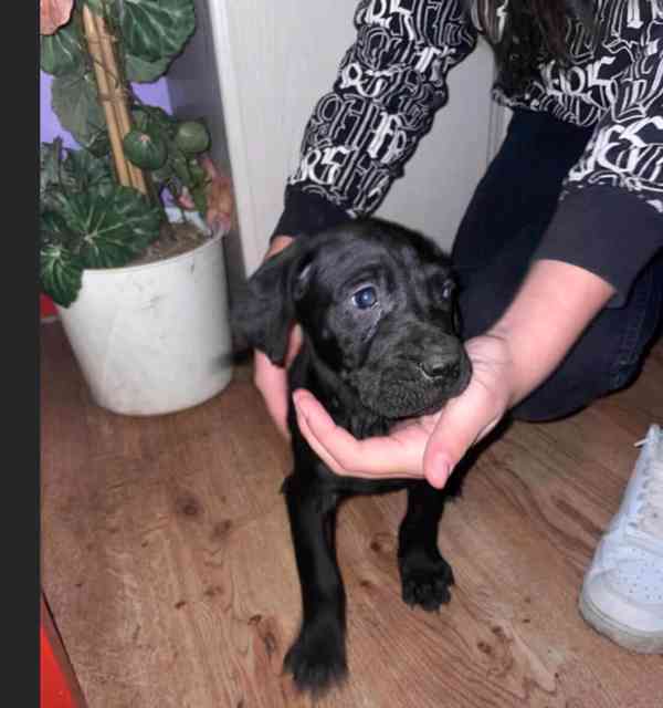 Štěňata Maďarsko ohaře  - foto 4