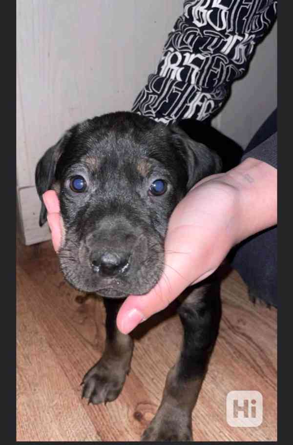 Štěňata Maďarsko ohaře  - foto 2