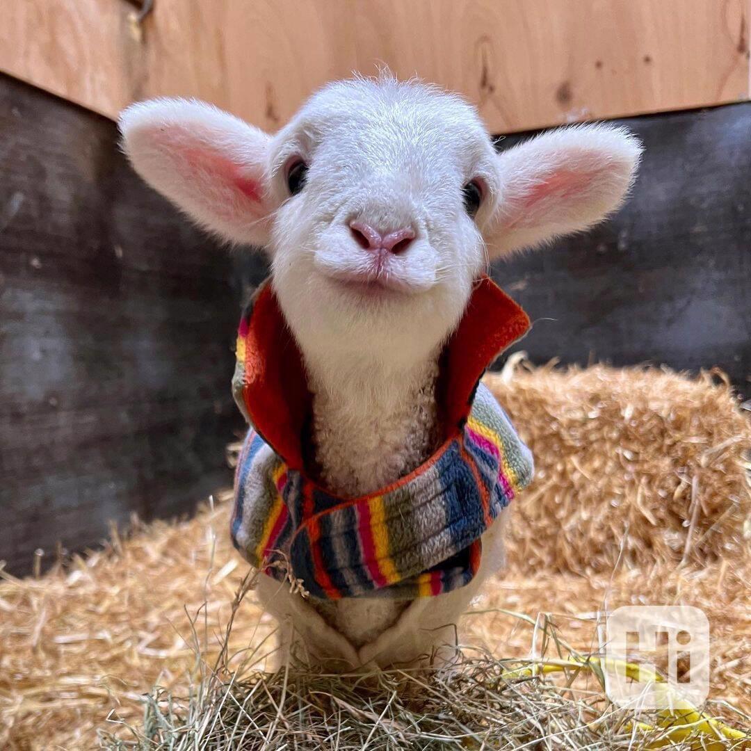 Prodám krásné kozy!  - foto 1