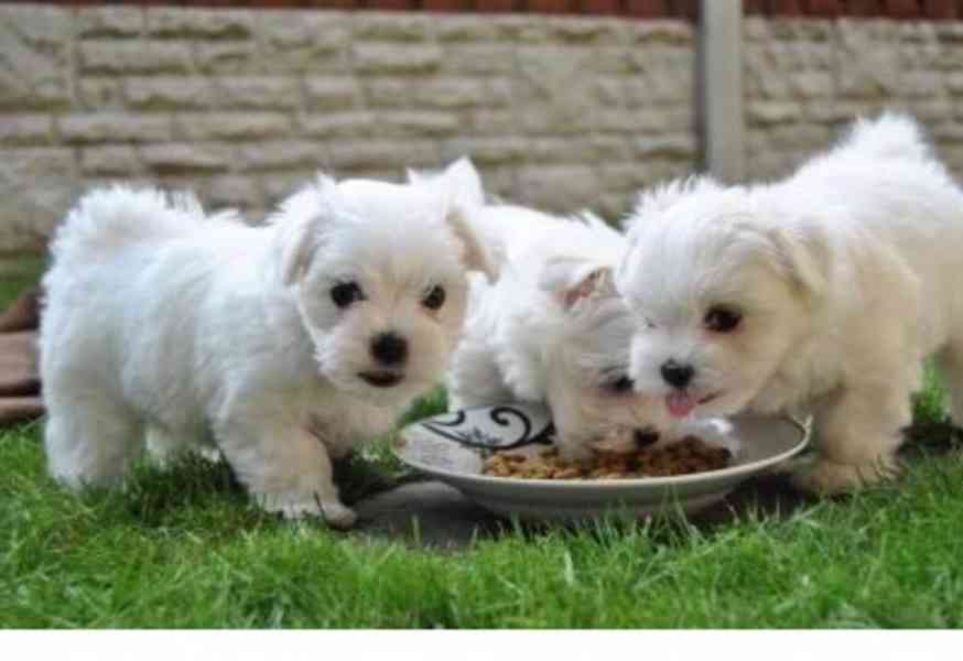 roztomilá maltézská štěňátka k adopci