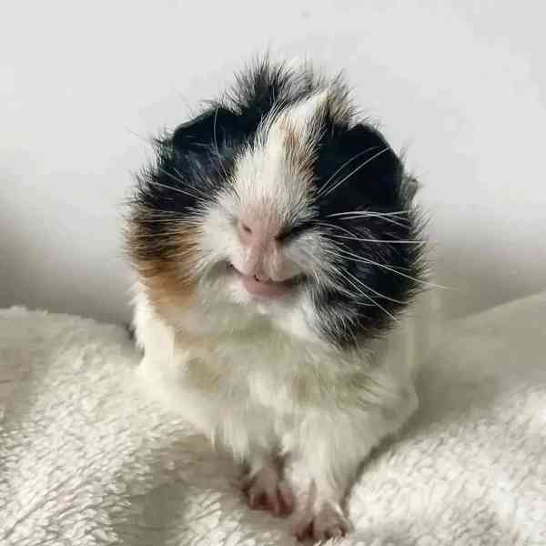 K prodeji jsou krásná morčata 