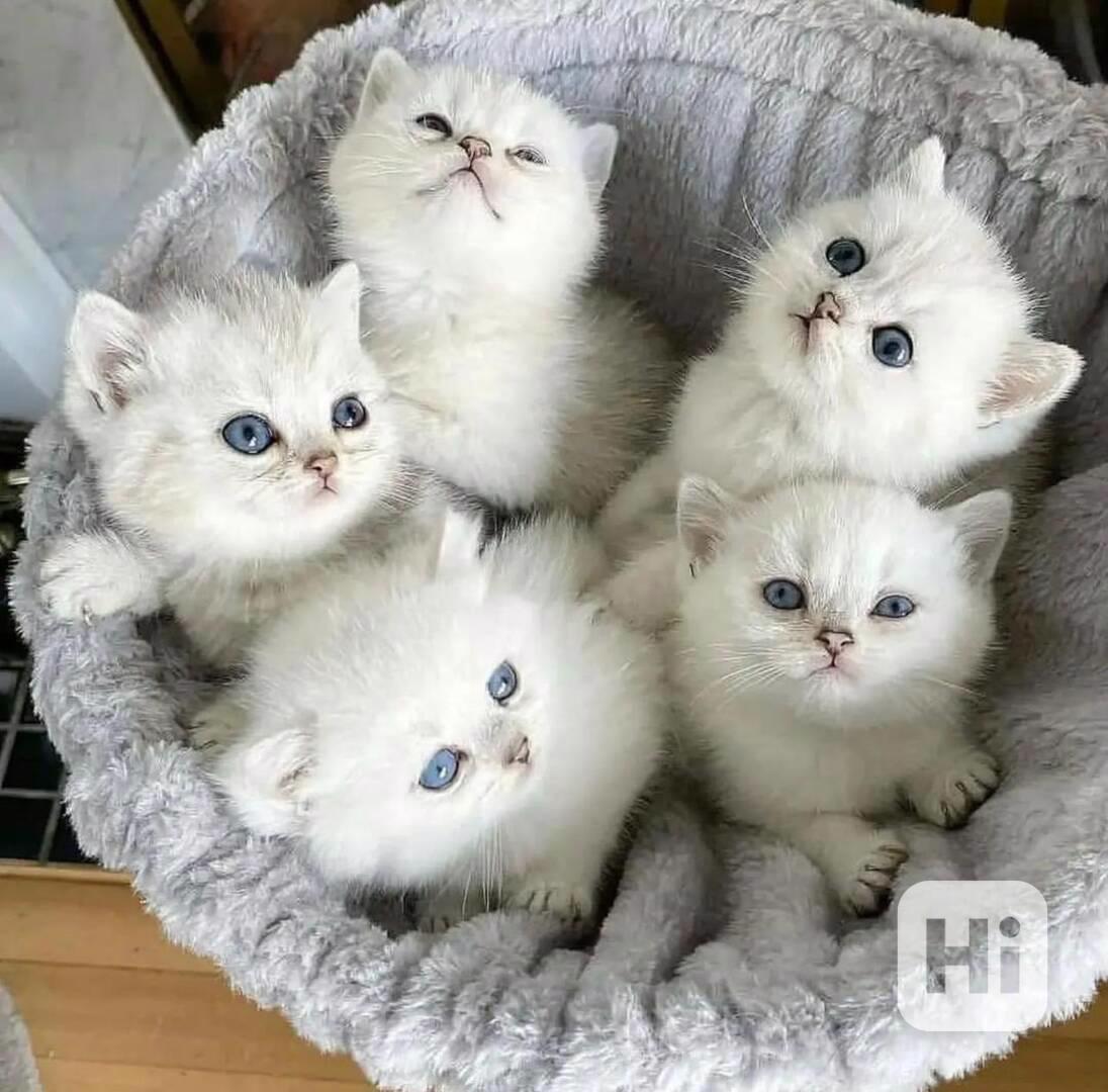 Tato nádherná perská koťata - foto 1