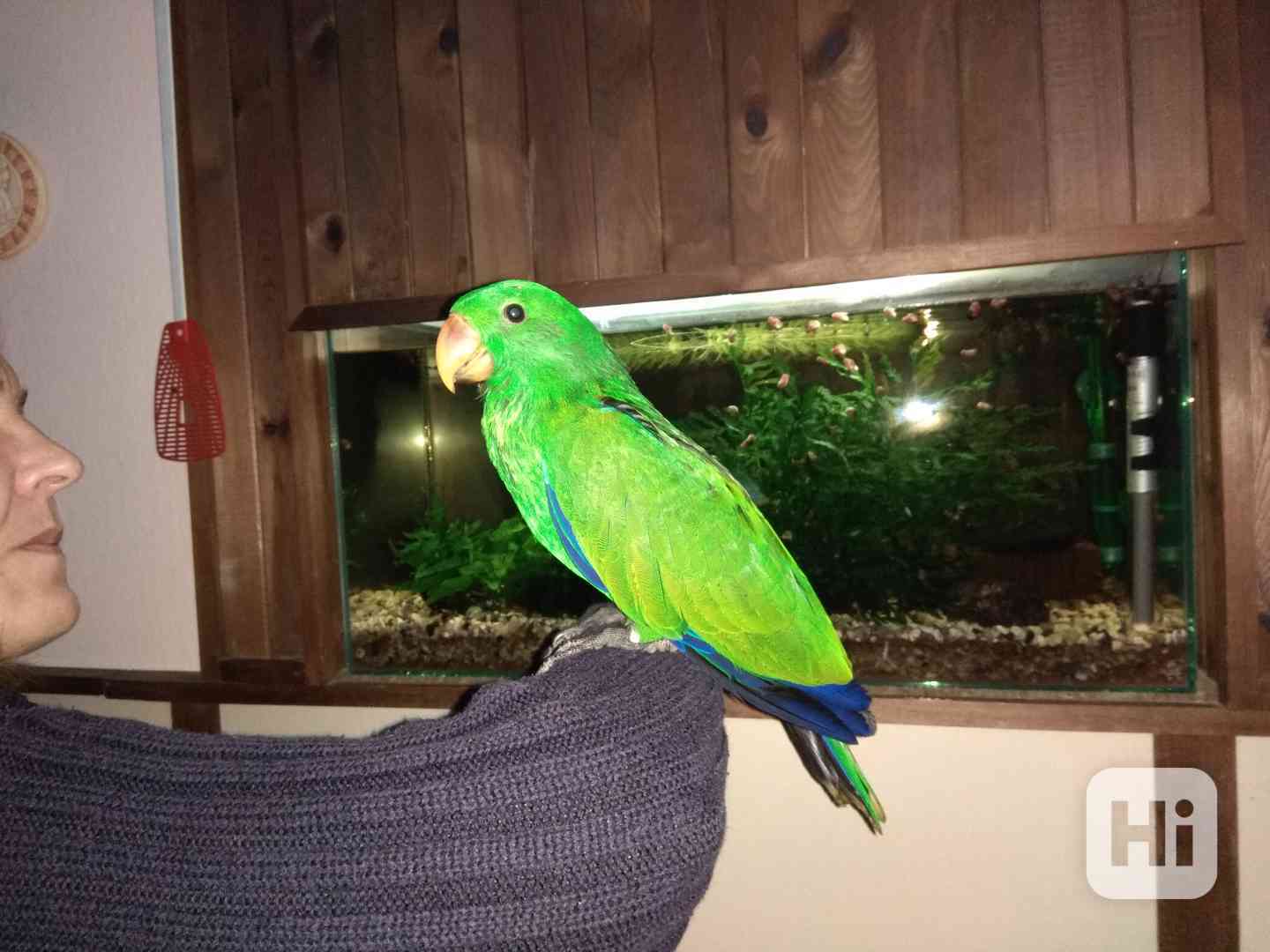 Eklektus polychloros 1.0 - foto 1