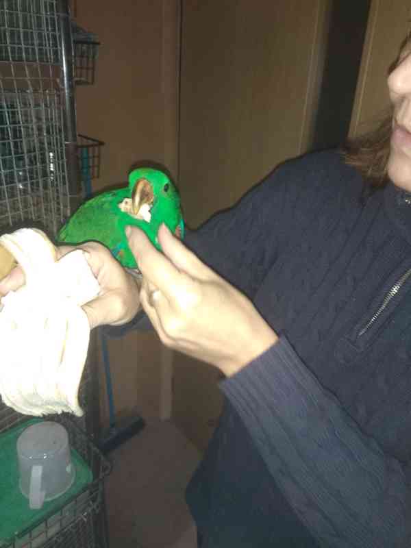 Eklektus polychloros 1.0 - foto 3