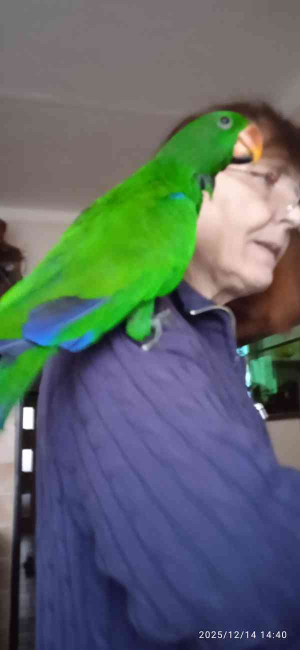 Eklektus polychloros 1.0 - foto 2