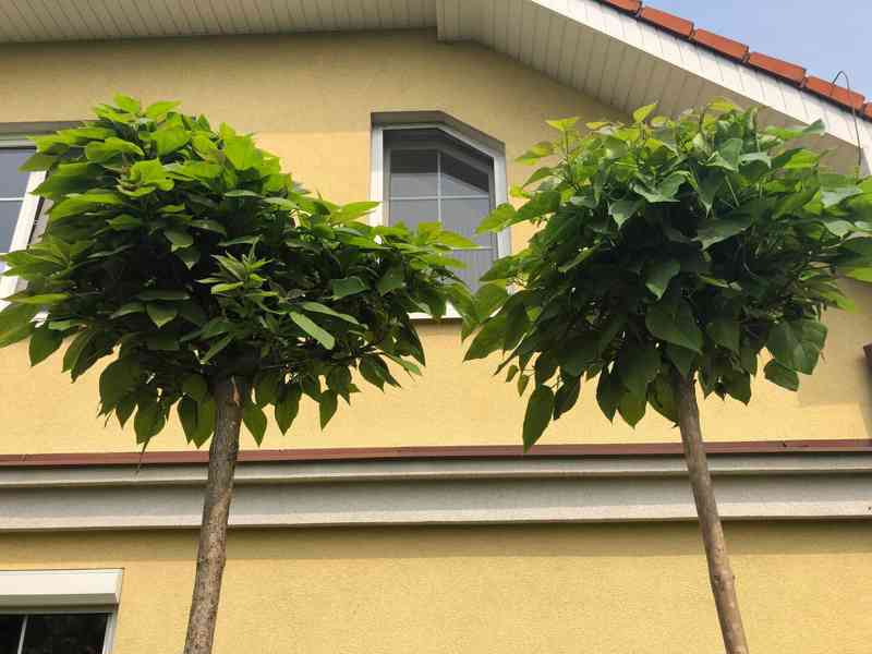 Catalpa NANA roubovaná kmínek v = 180, nebo 200 cm - foto 4